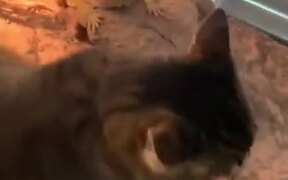 Cat Goes Into Lizard's Tank And Does It's Thing