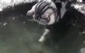 Cat's Failed Attempts At Catching Fish! - Animals - VIDEOTIME.COM