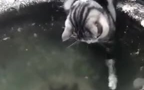 Cat's Failed Attempts At Catching Fish!