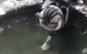Cat's Failed Attempts At Catching Fish!