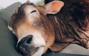 Happy Cow Taking A Little Nap! - Animals - VIDEOTIME.COM