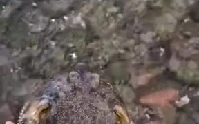 Guy Rescues A Puffer Fish! - Animals - VIDEOTIME.COM