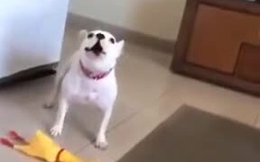 Dog Plays With The Dreaded Rubber Chicken!