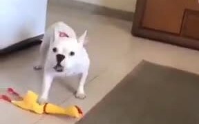 Dog Plays With The Dreaded Rubber Chicken! - Animals - VIDEOTIME.COM