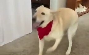 Happy Dog Does The Tippy Taps!