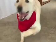 Happy Dog Does The Tippy Taps!