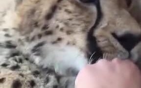 The Most Adorable Cheetah Cub Ever!