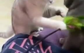 Guy Causes And Outright Brawl Between Two Cats!