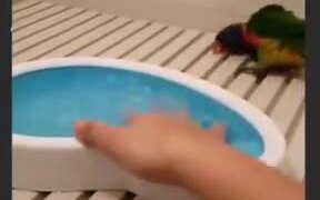 Little Parrot Is Really Excited For It's Bath! - Animals - VIDEOTIME.COM