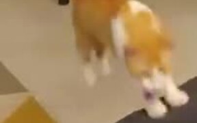 Is This Is A Dog In A Cat's Disguise? - Animals - VIDEOTIME.COM