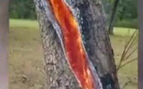 Tree Internally On Fire After Lightning Strikes It