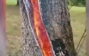 Tree Internally On Fire After Lightning Strikes It - Fun - VIDEOTIME.COM