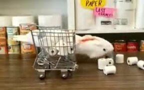This Bird Has Started To Panic Buy Toilet Paper - Animals - VIDEOTIME.COM