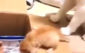 A Mother Cat's Helping Hand