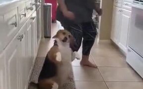 This Dog Dances Better Than You - Animals - VIDEOTIME.COM