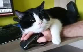 Working From Home Ain't Easy If You Have Cats - Animals - VIDEOTIME.COM