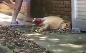 Sleeping Chonky Doggo - Animals - VIDEOTIME.COM