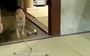 Cat's Begging To Play Fetch