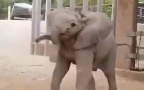 The Cutest Baby Elephant On The Internet! - Animals - VIDEOTIME.COM