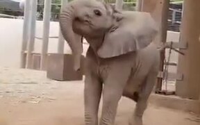 The Cutest Baby Elephant On The Internet!
