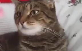 When You Try To Play Your Cat! - Animals - VIDEOTIME.COM