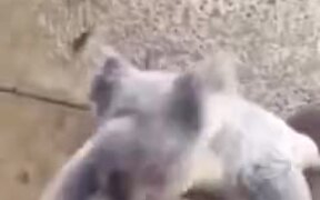 Cute Little Koala Climbs On A Person