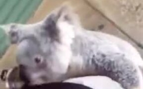 Cute Little Koala Climbs On A Person - Animals - VIDEOTIME.COM