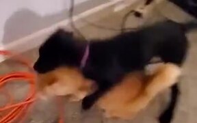 Doggo Acting Like The Annoying Younger Sibling - Animals - VIDEOTIME.COM