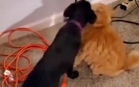 Doggo Acting Like The Annoying Younger Sibling - Animals - VIDEOTIME.COM