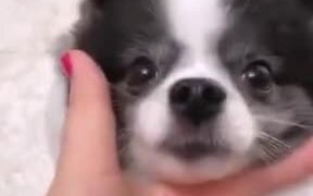 Cute Little Dog Playing! - Animals - VIDEOTIME.COM