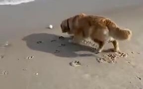Dog Trying To Retrieve It's Ball From The Waves - Animals - VIDEOTIME.COM