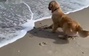 Dog Trying To Retrieve It's Ball From The Waves - Animals - VIDEOTIME.COM
