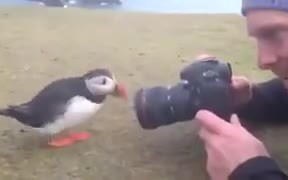 Puffins Are Really Into Socializing - Animals - VIDEOTIME.COM