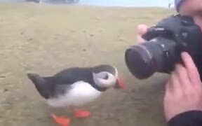 Puffins Are Really Into Socializing