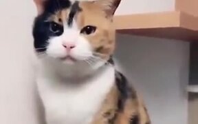 The Cutest Cat Ever! - Animals - VIDEOTIME.COM