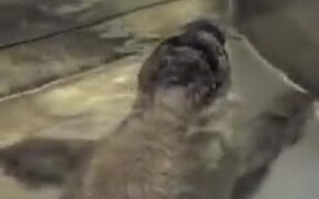 Cute Rescued Baby Seal Takes A Bath!