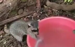 Even Raccoons Know Better To Wash Their Hands! - Animals - VIDEOTIME.COM