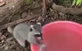 Even Raccoons Know Better To Wash Their Hands! - Animals - VIDEOTIME.COM