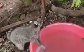 Even Raccoons Know Better To Wash Their Hands!