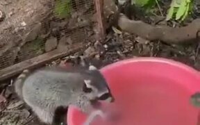 Even Raccoons Know Better To Wash Their Hands!