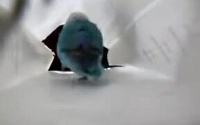 Happy Parrot Does The Tippy Taps - Animals - VIDEOTIME.COM