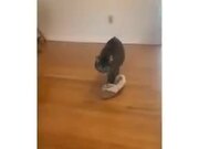 Stupid Cat Walking Around In A Huge Slipper