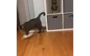 Stupid Cat Walking Around In A Huge Slipper