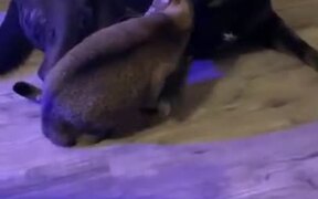 Doggo Caresses And Cuddles Catto! - Animals - VIDEOTIME.COM