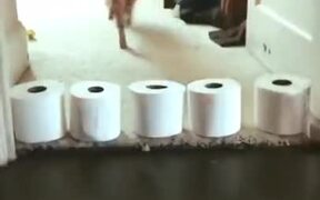 Toilet Paper Rolls, A Laser And A Cat - Animals - VIDEOTIME.COM