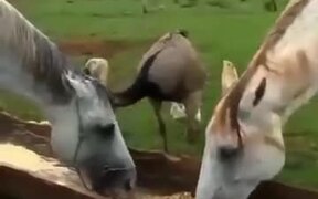 Horse Doesn't Like Sharing A Food With An Ostrich - Animals - VIDEOTIME.COM