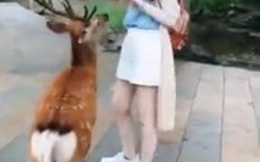 These Deer Are Literally Mugging This Woman