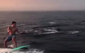 Surfer And A Pod Of Dolphins Swim Together!