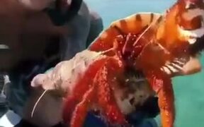 Huge Hermit Crab Goes Back Into It's Shell - Fun - VIDEOTIME.COM