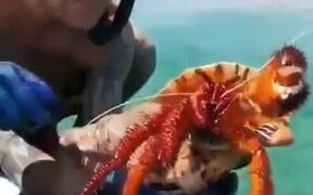 Huge Hermit Crab Goes Back Into It's Shell